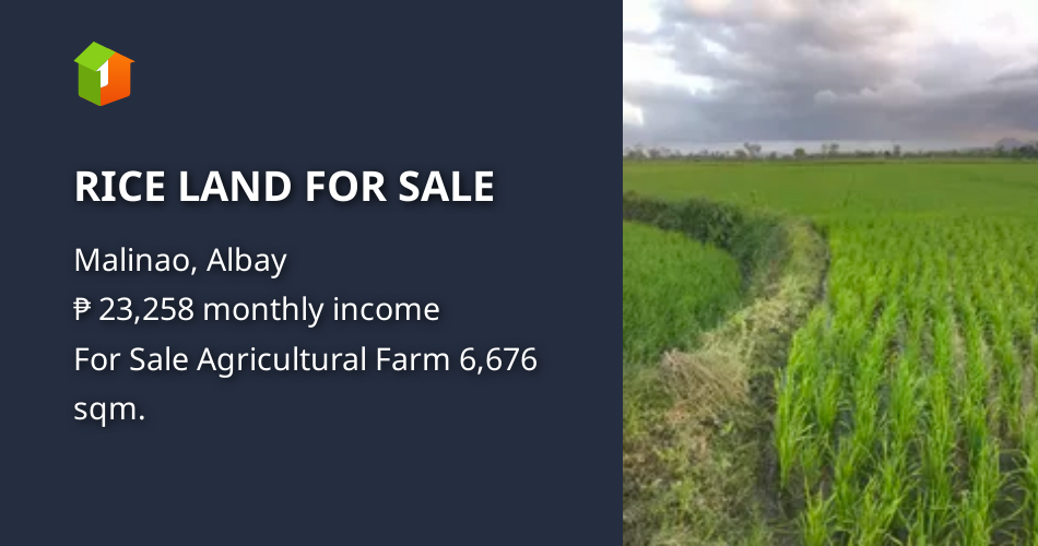 RICE LAND FOR SALE [Lot 🚜] (November 2023) in Malinao, Albay for sale