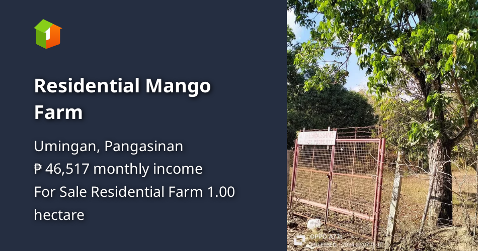 Residential Mango Farm [Lot 🚜] (May 2024) in Umingan, Pangasinan for sale
