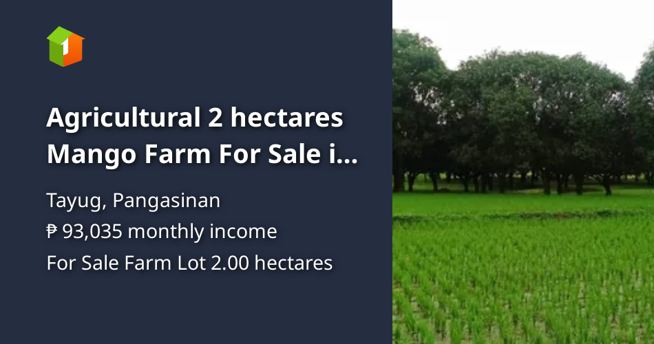 Agricultural 2 hectares Mango Farm For Sale in Tayug Pangasinan [Lots 🚜
