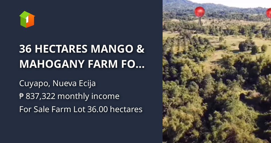36 HECTARES MANGO & MAHOGANY FARM FOR SALE (Package Sale Only) [Lot 🚜