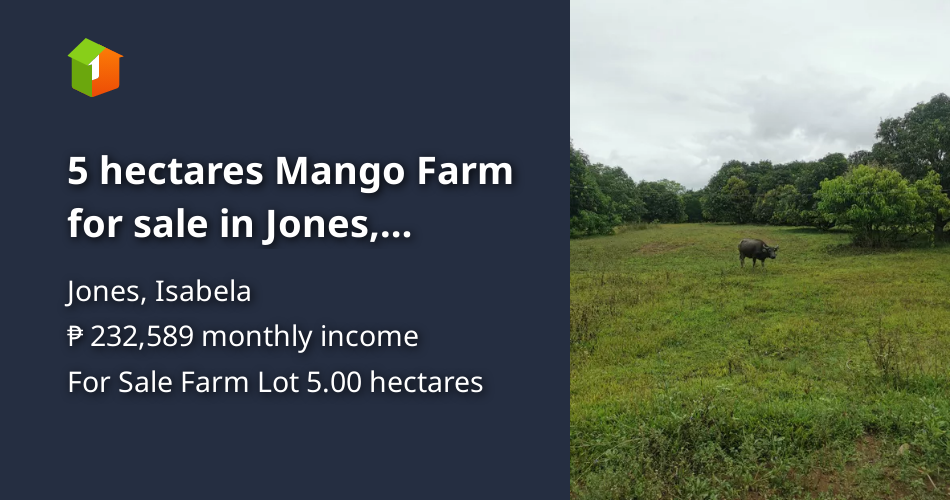 5 hectares Mango Farm for sale in Jones, Isabela [Lot 🚜] (August 2023
