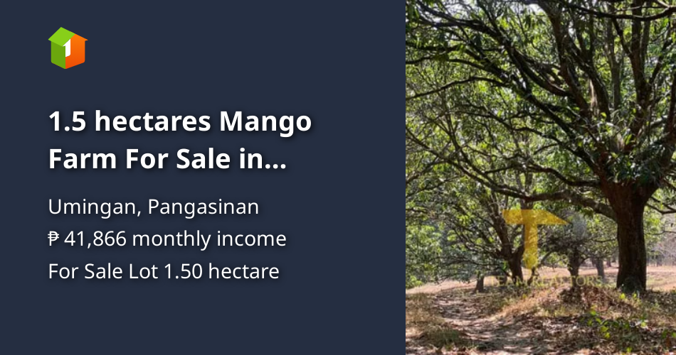 1.5 hectares Mango Farm For Sale in Umingan Pangasinan [Lot 🚜] (June