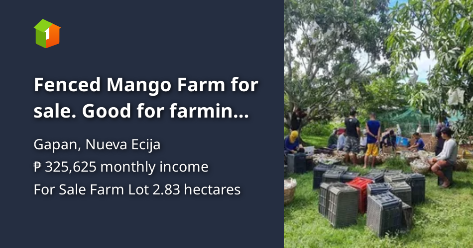 Fenced Mango Farm for sale. Good for farming, events place, resort [Lot