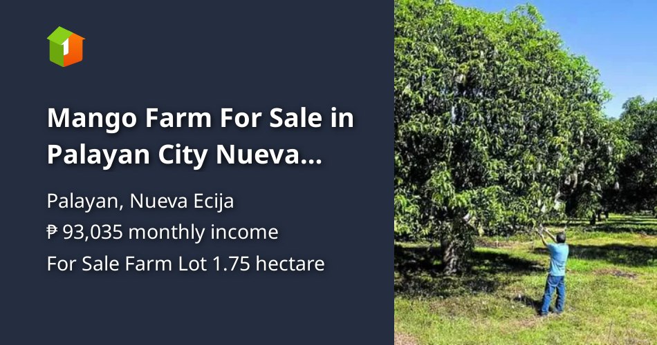 Mango Farm For Sale in Palayan City Nueva Ecija [Lot 🚜] (March 2023) in
