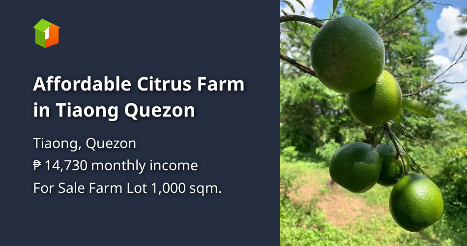 Affordable Citrus Farm in Tiaong Quezon [Lot 🚜] (October 2022) in