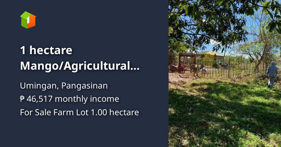 1 hectare Mango/Agricultural Farm For Sale in Umingan Pangasinan [Lot 🚜